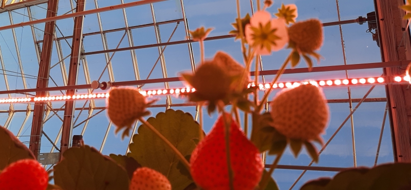 BLOOMs WORLD Trendweken 2021