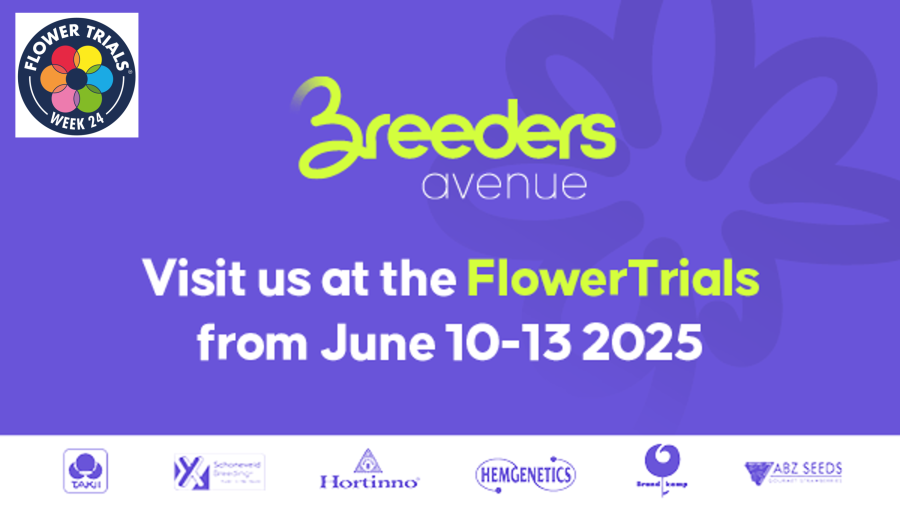 ABZ Seeds